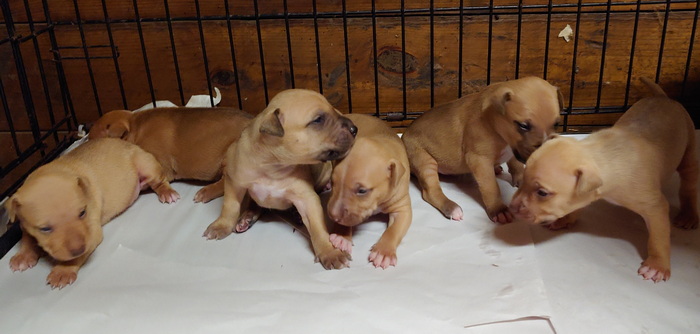 Machobuck & Mayday pups from the source