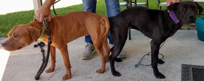 machobuck kennels